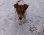 Собаки в Солнечногорске: Пропала собака Мальчик, 1 руб. - фото 1