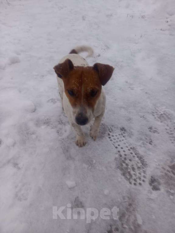 Собаки в Солнечногорске: Пропала собака Мальчик, 1 руб. - фото 1