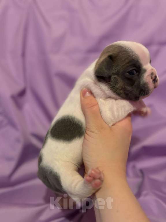 Собаки в Хабаровске: Щенки французского бульдога Мальчик, 40 000 руб. - фото 3