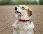 Собаки в Москве: Компанейская Лента ищет хозяина! Девочка, Бесплатно - фото 5
