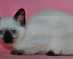 Кошки в Москве: Кошечка Ясса . окрас классический Девочка, 50 руб. - фото 2