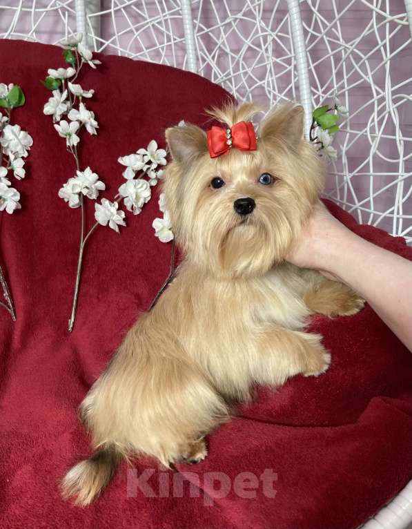 Собаки в Москве: Подрощенный йорк девочка мини голубоглазая Девочка, 100 000 руб. - фото 7