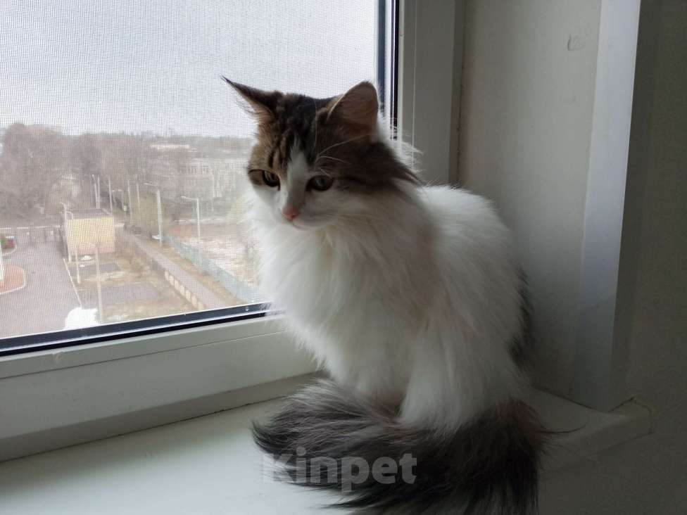 Кошки в Домодедово: Две кошки в добрые руки Девочка, Бесплатно - фото 2