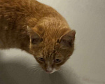 Кошки в Красногорске: Найден рыжий взрослый котенок Мальчик, Бесплатно - фото 2