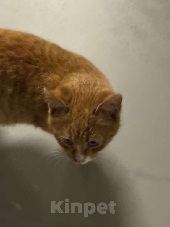 Кошки в Красногорске: Найден рыжий взрослый котенок Мальчик, Бесплатно - фото 2