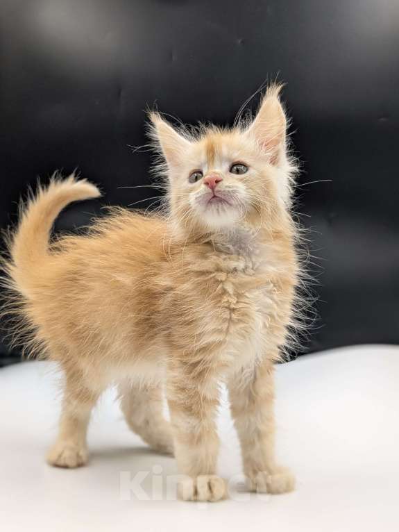 Кошки в Москве: Мейнкун  Мальчик, 70 000 руб. - фото 3