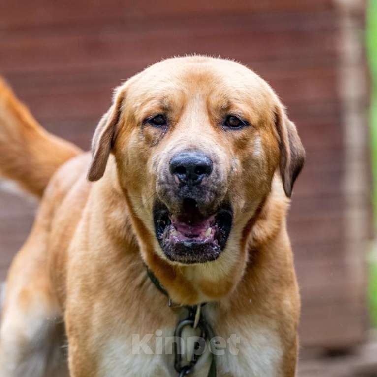 Собаки в Москве: Бося Мальчик, Бесплатно - фото 4