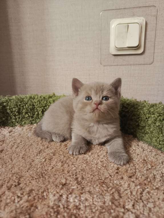 Кошки в Всеволожске: Очаровательный британский котенок Мальчик, 25 000 руб. - фото 3