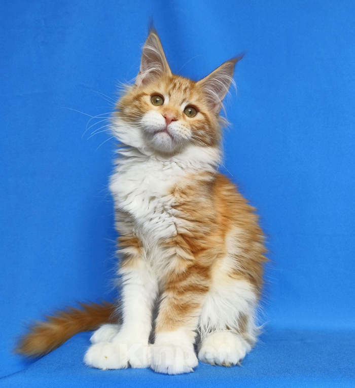 Кошки в Москве: Котенок Мейн-кун полидакт. Девочка  Девочка, 80 000 руб. - фото 2