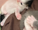 Кошки в Екатеринбурге: Маленькие непоседы ищут дом!🏠 🐱 Девочка, Бесплатно - фото 2