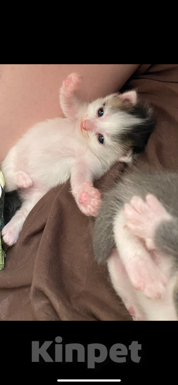 Кошки в Екатеринбурге: Маленькие непоседы ищут дом!🏠 🐱 Девочка, Бесплатно - фото 2