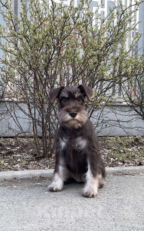 Собаки в Челябинске: Цвергшнауцер девочка шоколад Девочка, Бесплатно - фото 1