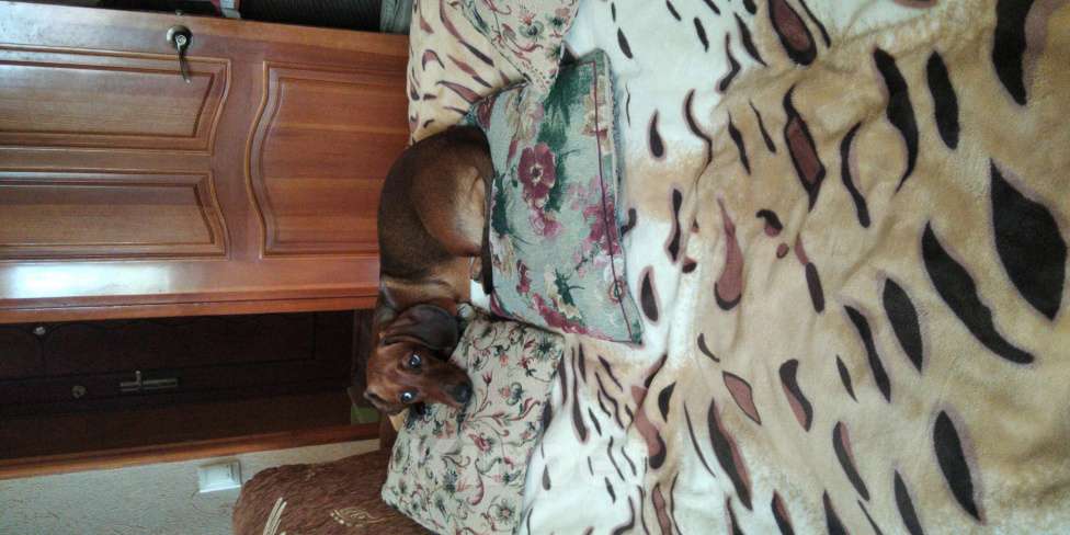 Собаки в Тамбове: Щенок Девочка, 5 000 руб. - фото 2