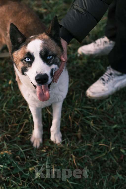 Собаки в других городах Московской области: Деймон Мальчик, Бесплатно - фото 2