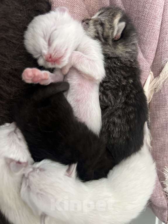 Кошки в Пензе: Белый мальчик Мальчик, Бесплатно - фото 1