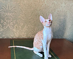 Кошки в Санкт-Петербурге: Котенок корниш -рекс Мальчик, Бесплатно - фото 3