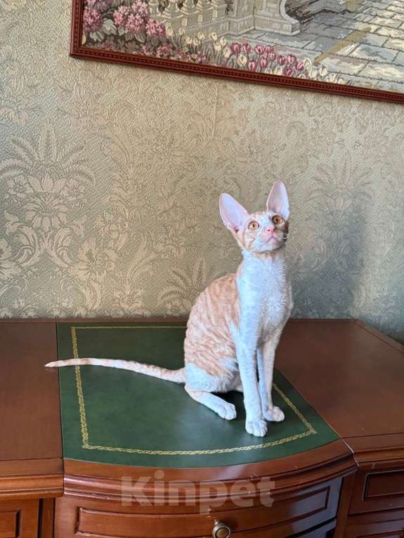 Кошки в Санкт-Петербурге: Котенок корниш -рекс Мальчик, Бесплатно - фото 3