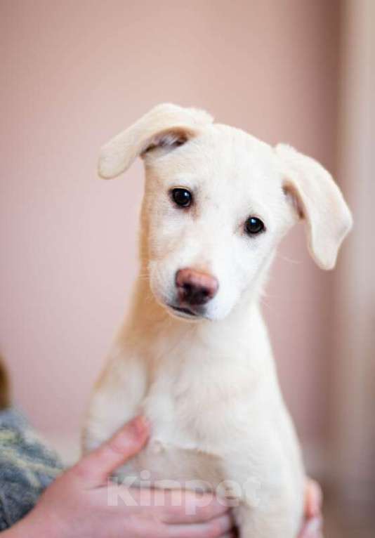Собаки в Москве: Щенки от аусси и лабрадора в добрые руки Девочка, Бесплатно - фото 3