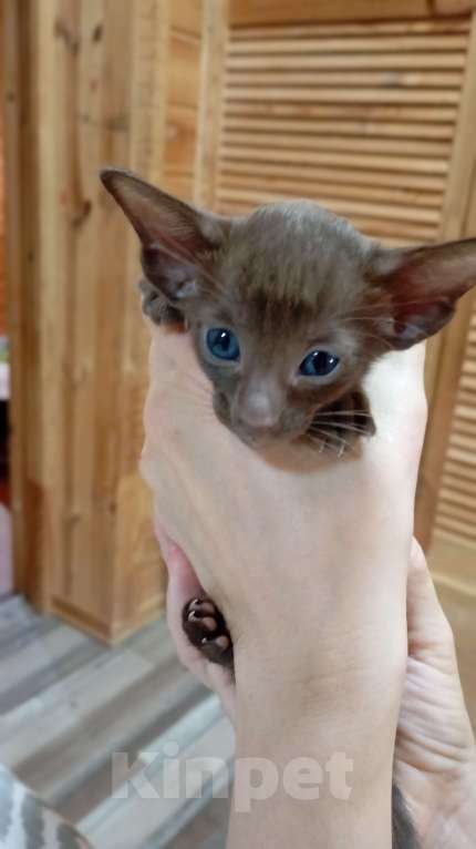 Кошки в Екатеринбурге: Девочка орик Девочка, 25 000 руб. - фото 2