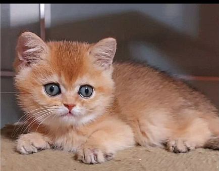Британские котята