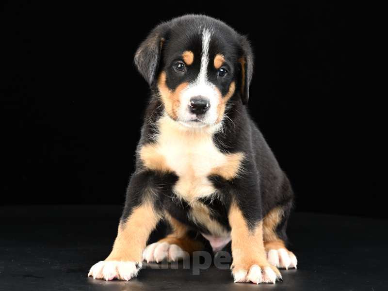 Собаки в Москве: Щенки Большого Швейцарского Зенненхунда Мальчик, 150 000 руб. - фото 3