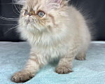 Кошки в Яхроме: Ручной, мурлыкающий игрун))) Персидский, голубоглазый котенок. Мальчик, 45 000 руб. - фото 1