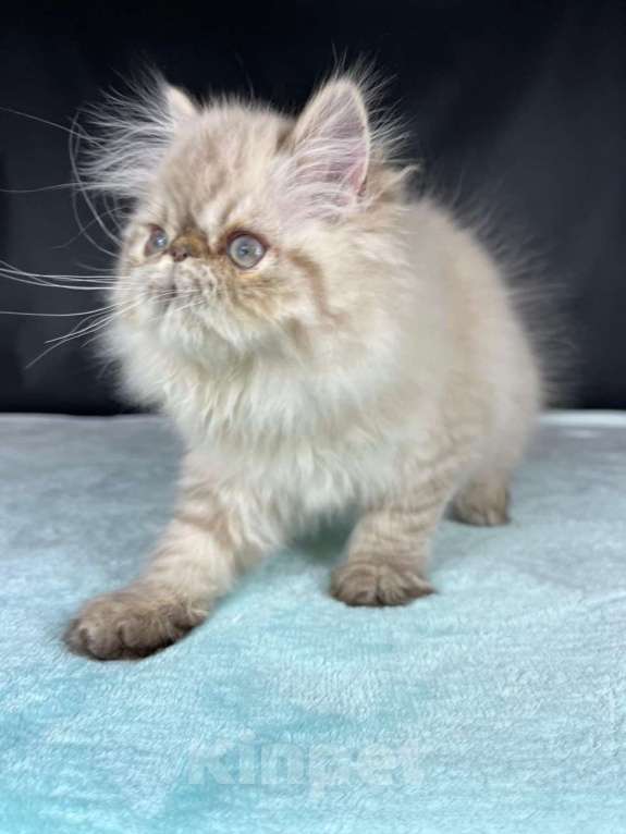 Кошки в Яхроме: Ручной, мурлыкающий игрун))) Персидский, голубоглазый котенок. Мальчик, 45 000 руб. - фото 1
