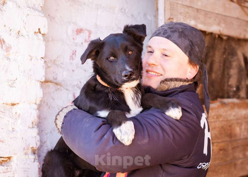 Собаки в Москве: Щенок в добрые руки Мальчик, Бесплатно - фото 2