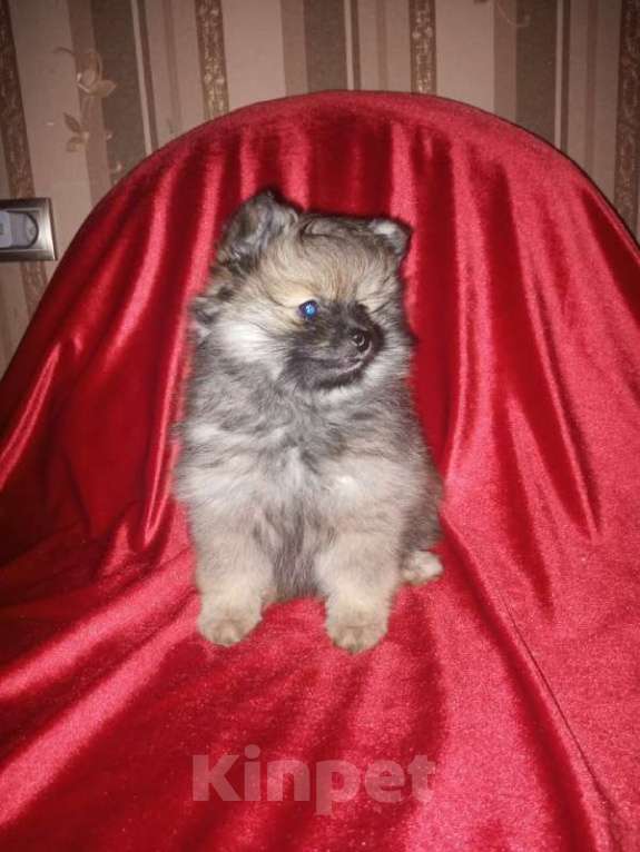 Собаки в Добрянке: Померанский Шпиц Девочка, 25 000 руб. - фото 2