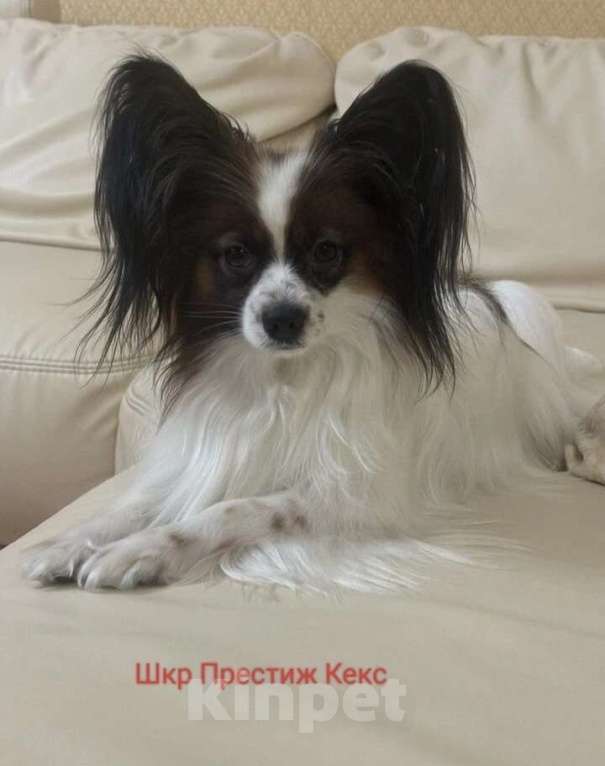 Собаки в Москве: Континентальный той-спаниель папильон, щенок Разнополые, 30 000 руб. - фото 1