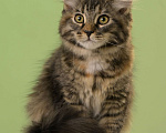 Кошки в Североморске: Сибирский  котенок из питомника  Девочка, Бесплатно - фото 1