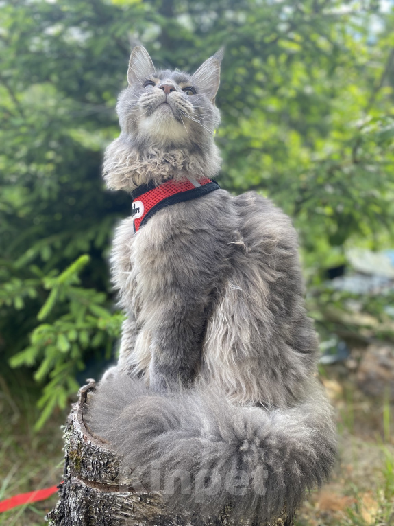 Кошки в Санкт-Петербурге: Мальчик голубой мрамор Мейн Кун Мальчик, 45 000 руб. - фото 1