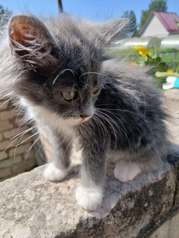 Кошки в Киржаче: Мимишки Девочка, Бесплатно - фото 2