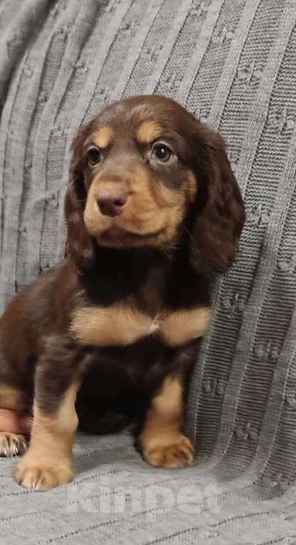 Собаки в Калуге: Предлагаю к продаже щенков русского охотничьего сраниеляо Девочка, 40 000 руб. - фото 2