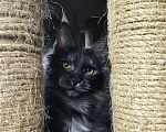 Кошки в Новосибирске: Девочка Luna Девочка, 25 000 руб. - фото 5