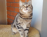 Кошки в Москве: Роскошный подрощенный шотландский котик скотиш-страйт Мальчик, 40 000 руб. - фото 5