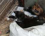 Кошки в Камызяке: Котята в дар, 100 руб. - фото 3