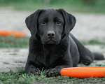 Собаки в Санкт-Петербурге: Щенок лабрадора-черный мальчик Мальчик, 90 000 руб. - фото 5