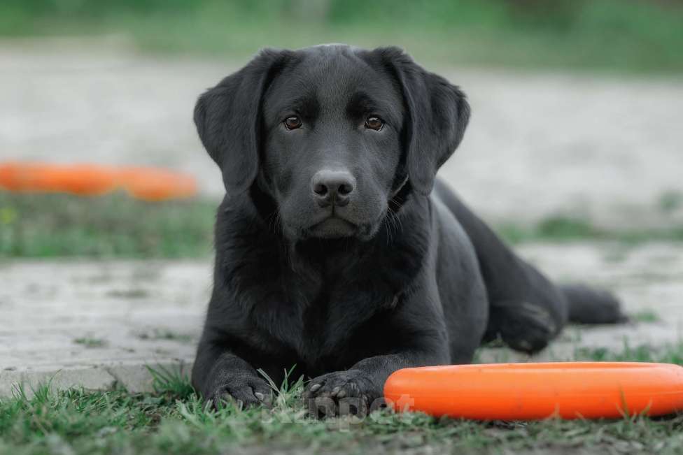 Собаки в Санкт-Петербурге: Щенок лабрадора-черный мальчик Мальчик, 90 000 руб. - фото 5