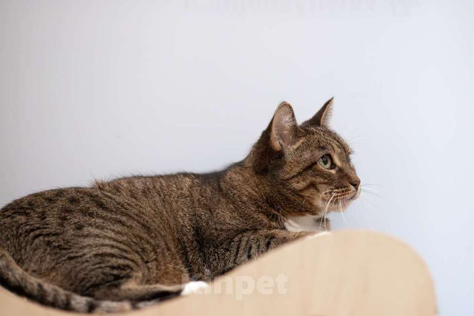 Кошки в Москве: Кошка Ройбуш в добрые руки Девочка, Бесплатно - фото 2