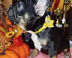 Собаки в Владимире: Девочка французский бульдог  Девочка, 100 000 руб. - фото 4