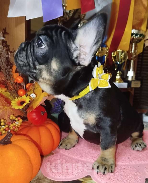 Собаки в Владимире: Девочка французский бульдог  Девочка, 100 000 руб. - фото 4