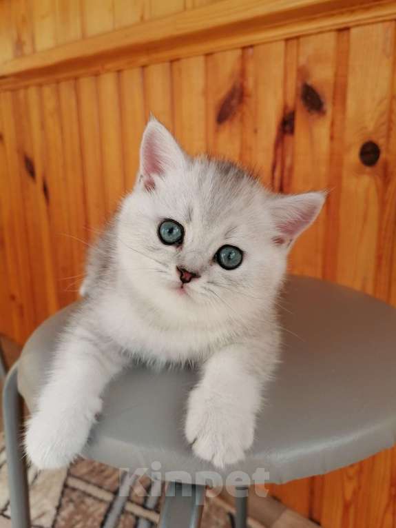Кошки в Чебоксарах: Шотландский котёнок (Страйт) Мальчик, 9 000 руб. - фото 2