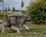 Собаки в Москве: Щенки волчьей собаки Саарлоса Мальчик, 160 000 руб. - фото 2