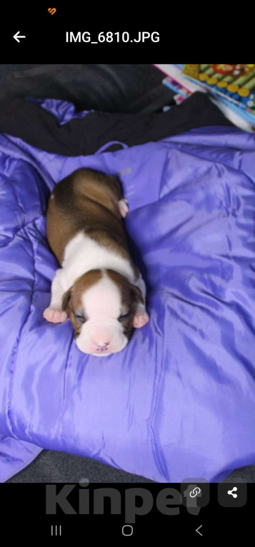 Собаки в Елизово: Камчатский край Мальчик, 45 000 руб. - фото 1