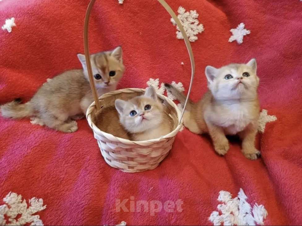 Кошки в Екатеринбурге: Продаются котятки породы Британская короткошерстная, окрас «Золотая шиншилла» Девочка, 25 000 руб. - фото 7