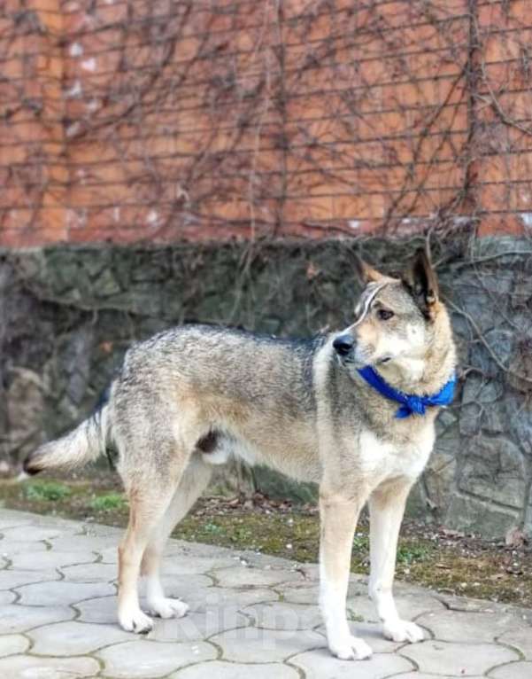 Собаки в Санкт-Петербурге: Верный Дик Мальчик, 17 руб. - фото 5