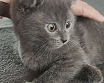 Кошки в Электростали: Шотландские короткошёрстные вислоухие котята Мальчик, 15 000 руб. - фото 2