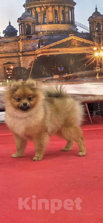 Собаки в Санкт-Петербурге: Померанский шпиц девочка Девочка, 60 000 руб. - фото 1