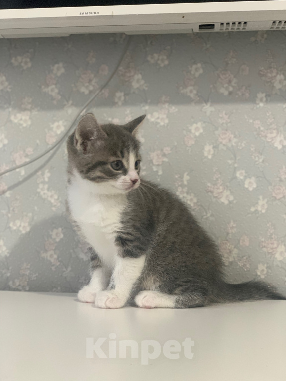 Кошки в Сертолово: Котенок девочка Девочка, 2 000 руб. - фото 3